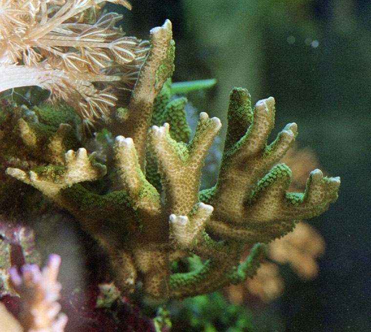 Vinger montipora