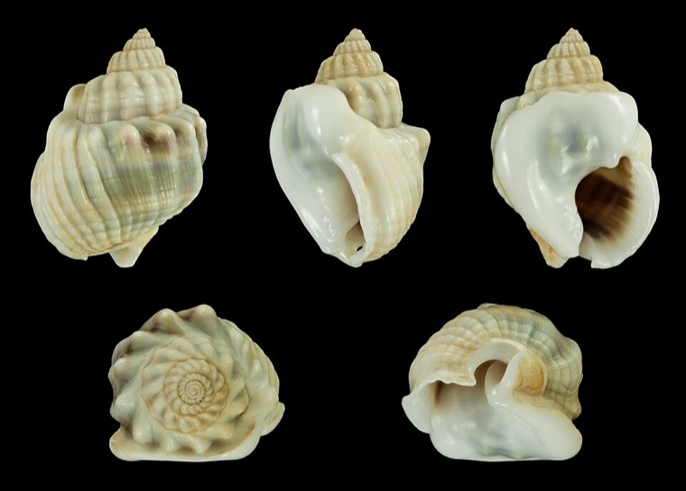 Nassariusslak