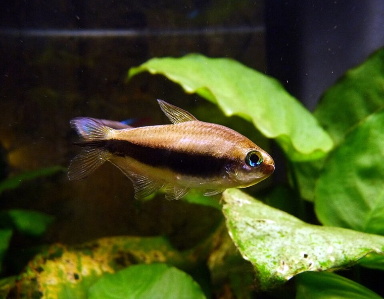 Keizertetra