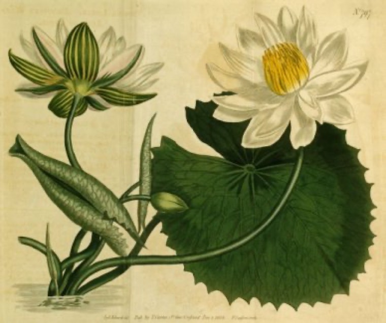 Tijgerlotus