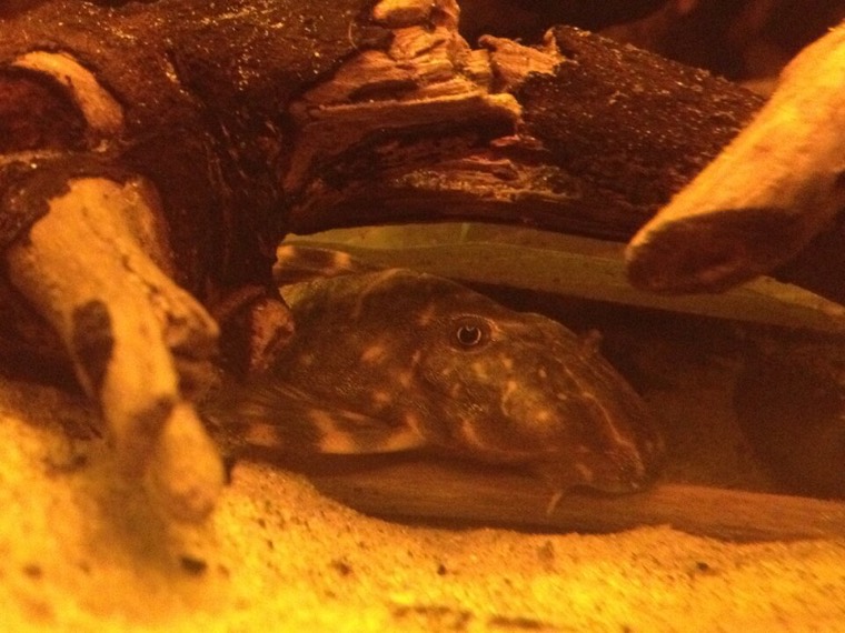 Clownpleco