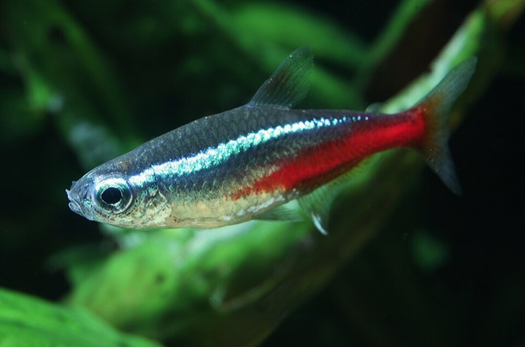 Neontetra