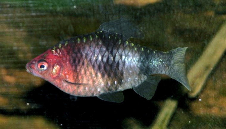 Purperkopbarbeel