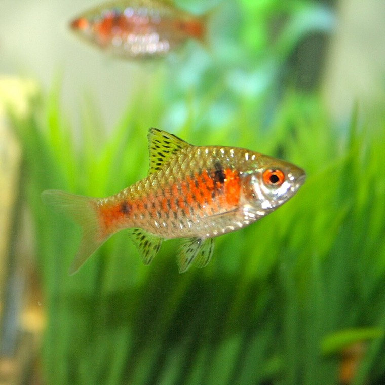 Odessabarbeel