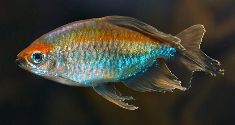 Kongozalm