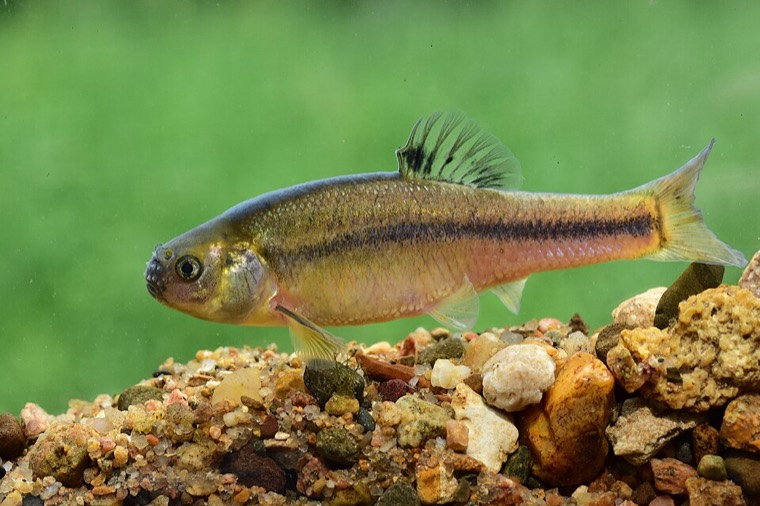 Goudelrits