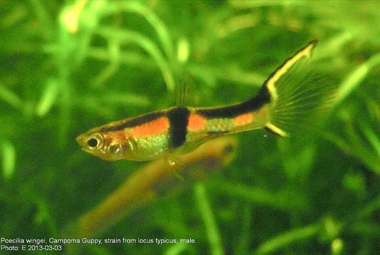 Endler guppy