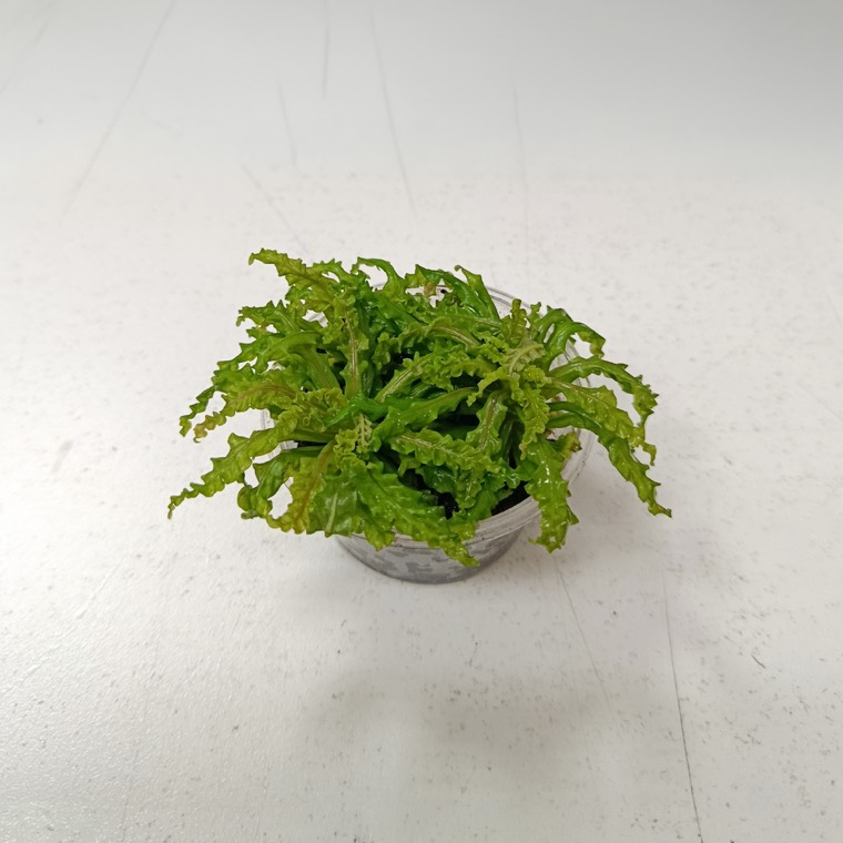 Pogostemon helferi