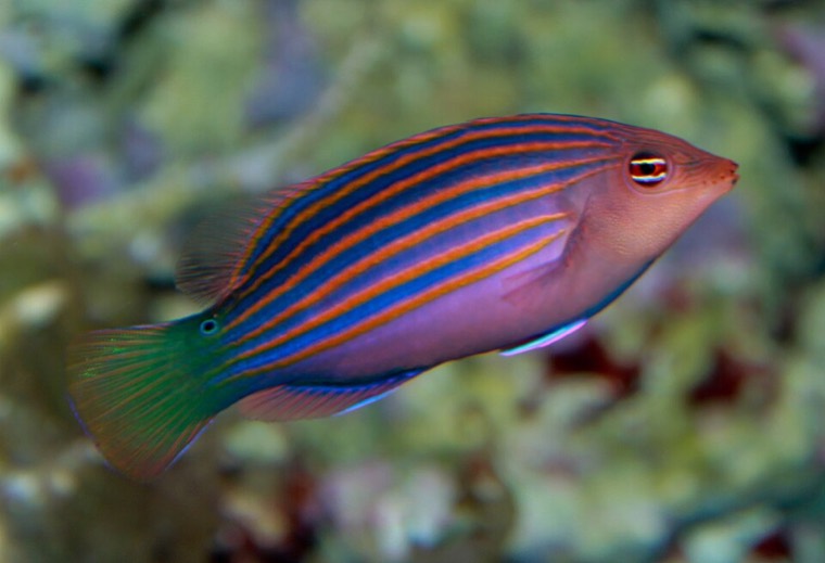 Zesstreeplipvis