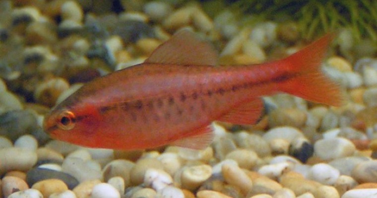 Kersenbuikbarbeel
