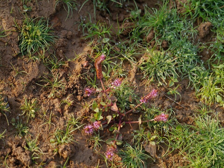 Rotala macrandra