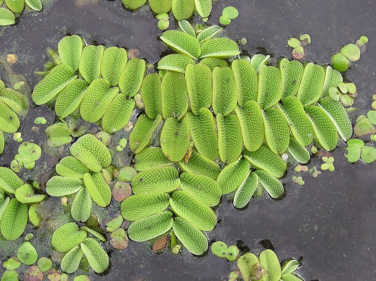 Vlotvaren (Salvinia natans)
