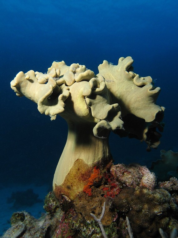 Paddenstoel lederkoraal (Sarcophyton sp.)