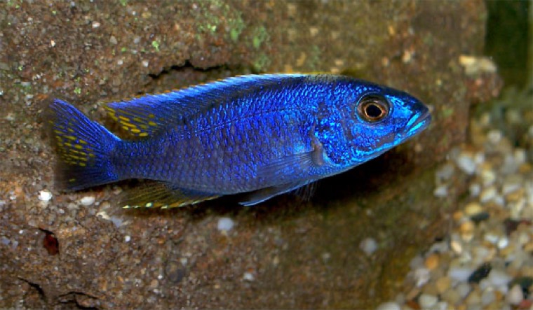 Electric blue