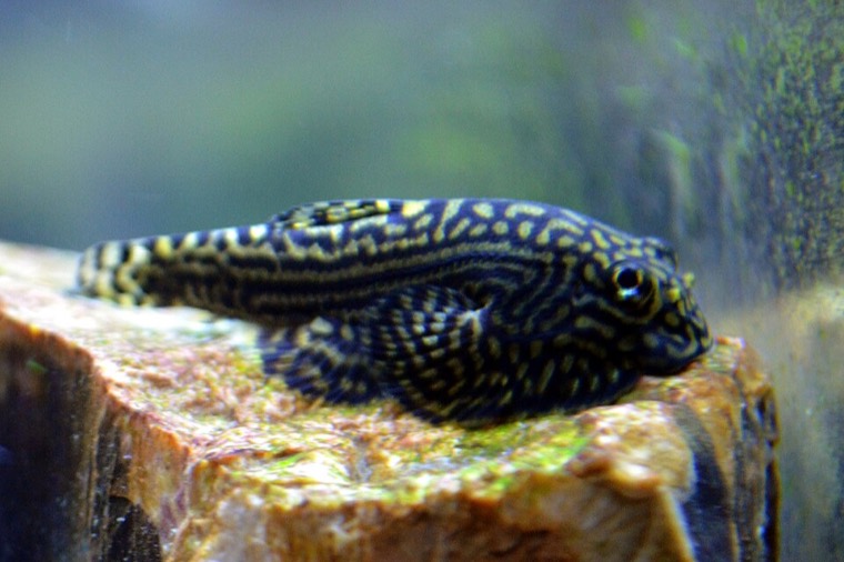 Sewellia