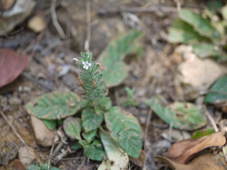 Staurogyne