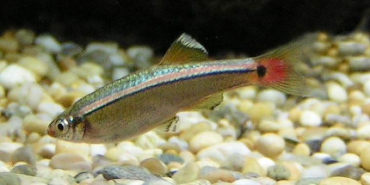 Chinese danio