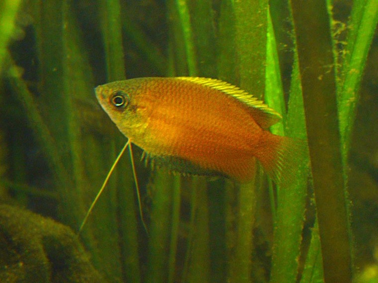 Honinggoerami