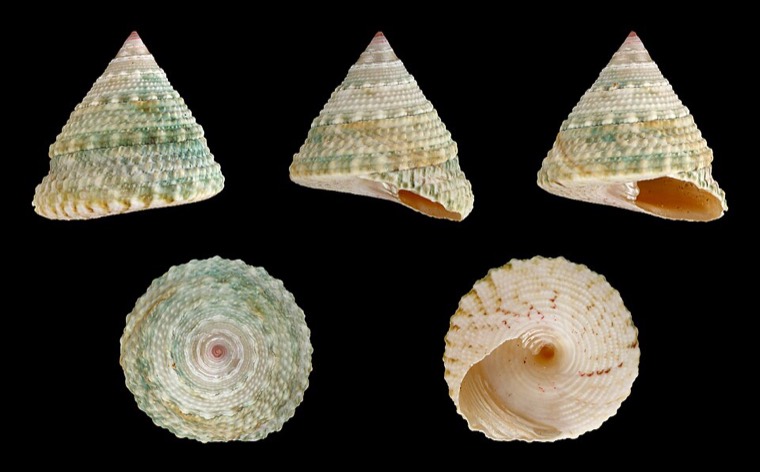 Trochusslak