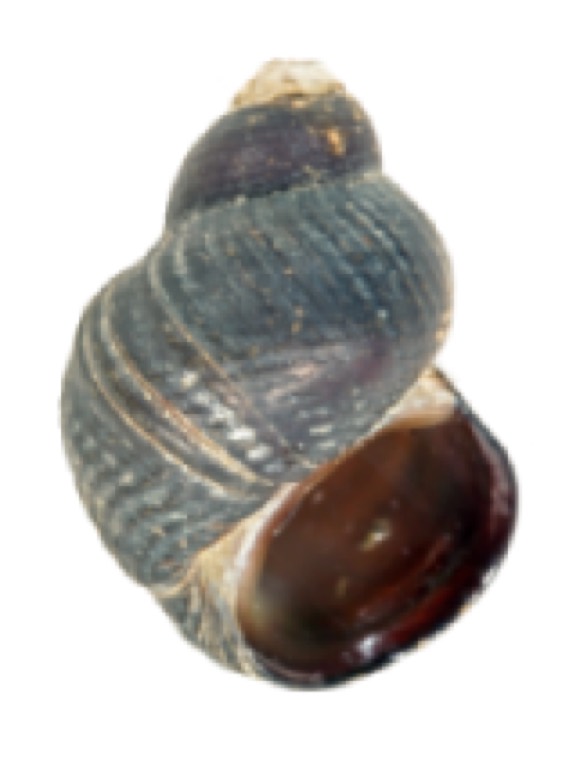 Sulawesi konijnenslak