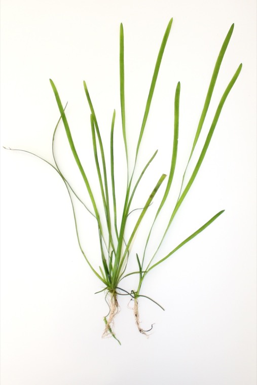 Vallisneria