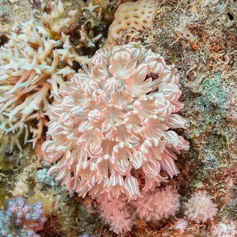 Pompende xenia