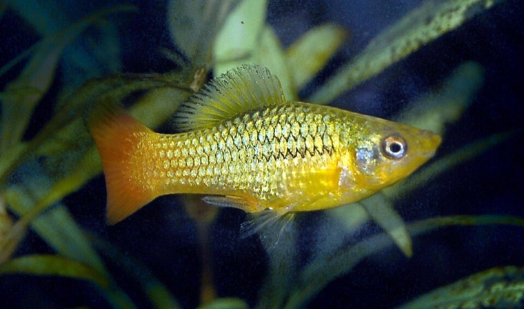 Papegaaiplaty