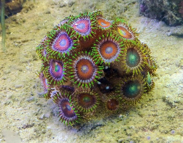 Zoanthus korstanemonen